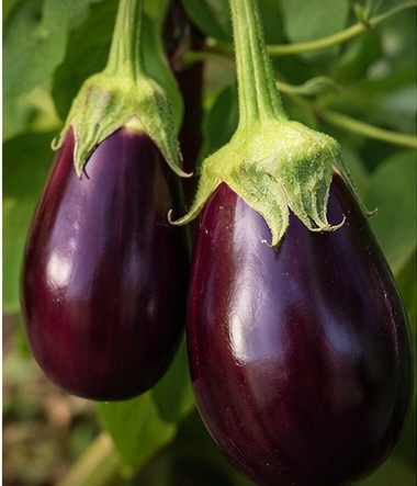 Brinjal Hybrid