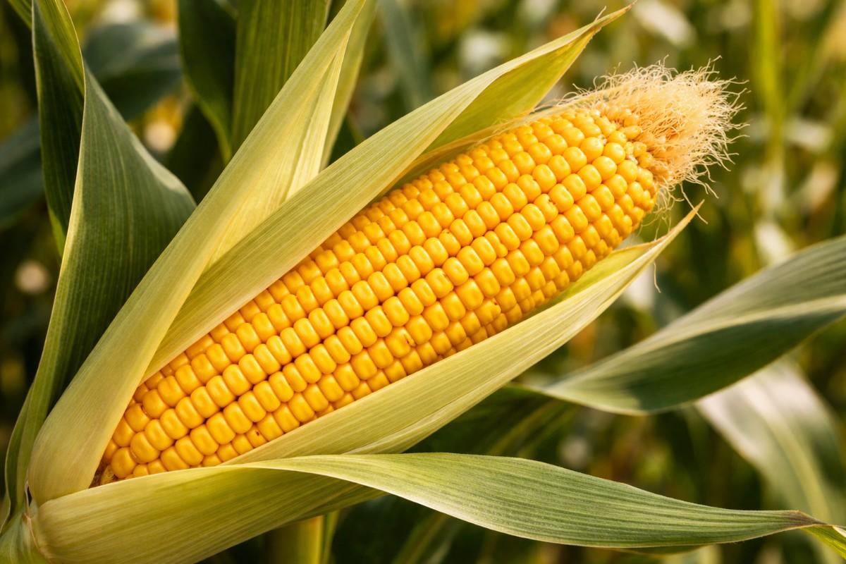 Maize